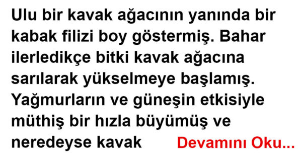 Kavak Ağacı ve Kabak