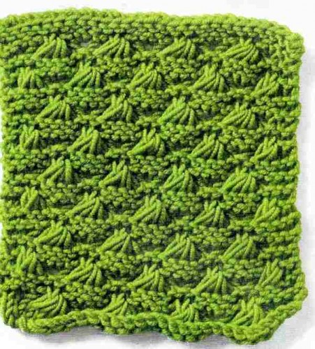 Deniz Kabuğu Örneği