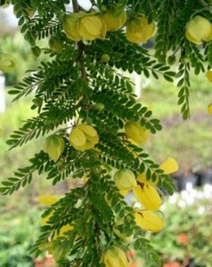 Yemyeşil bitkilerden güzellik elde edin