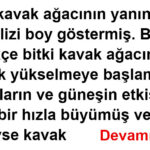 Kavak Ağacı ve Kabak