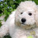 10 milyon TL çalıp çalıp kendini ölmüş gibi gösterdi! Köpek sevdası yüzünden yakayı ele verdi