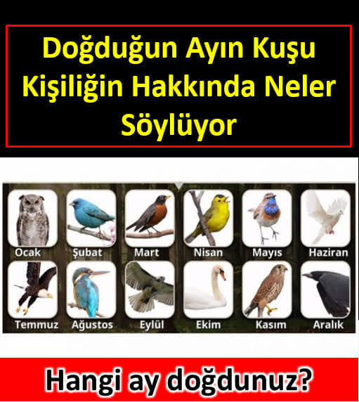 Doğduğunuz Ayın Kuşu Kişiliğiniz İle İlgili Çok Önemli Bilgiler Veriyor