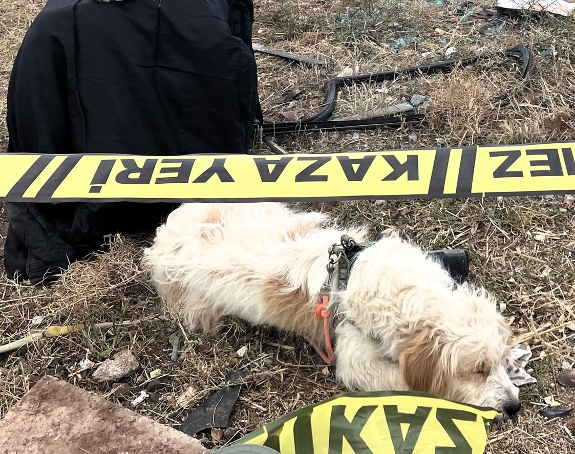 Kazada can verdi, köpeği olay yerinden ayrılmadı
